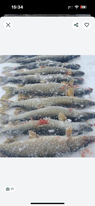 Рыба щука разные виды рыб