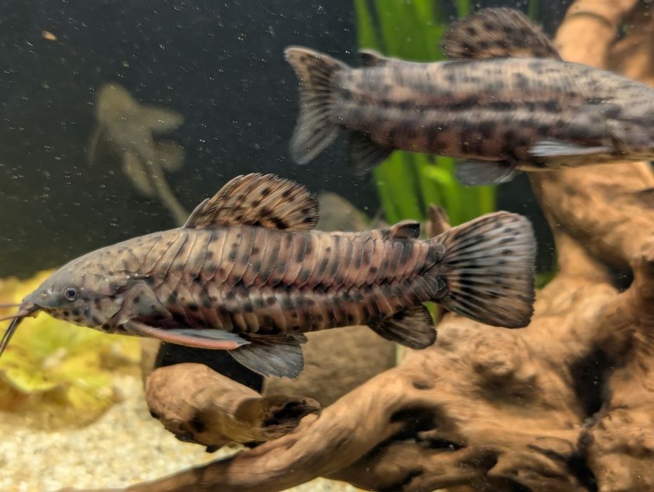 Продам аквариумную рыбу