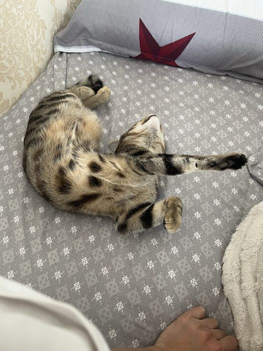 Мысык сатылады 8айлык