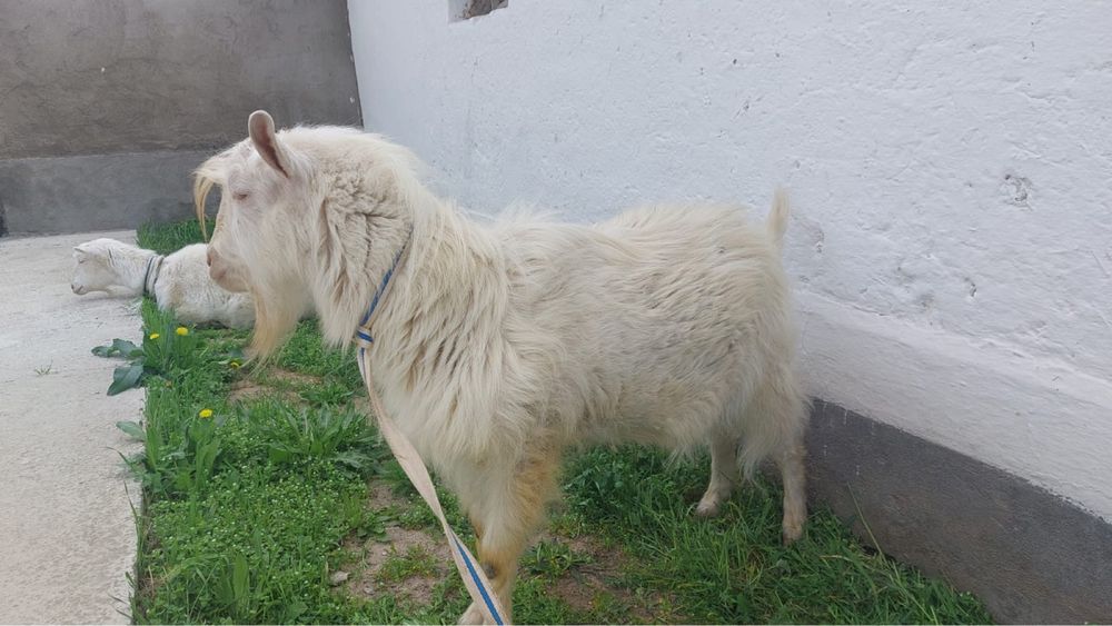 Орыс ешкі сатылады Сүтті