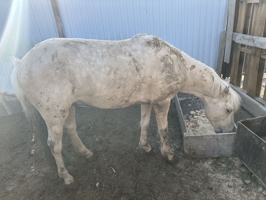 5 жасар Айгыр сатылады