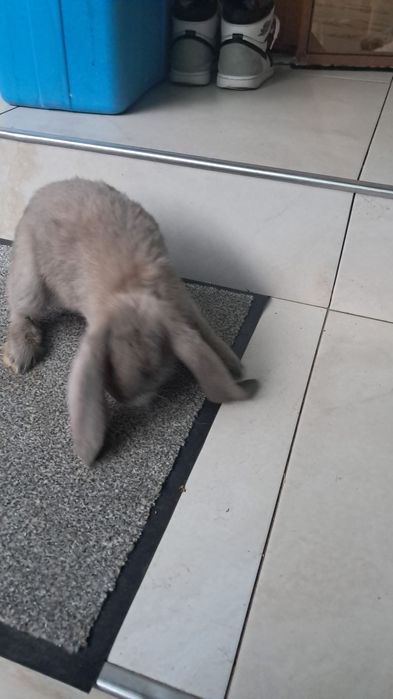 Vind iepuri rex si berbec german tatuați si cu certificat