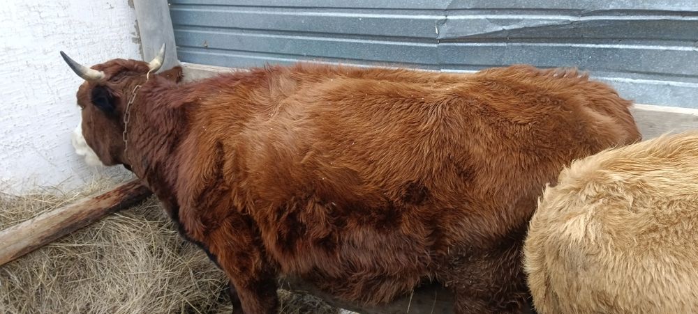 Продам тёлок с первым отелом