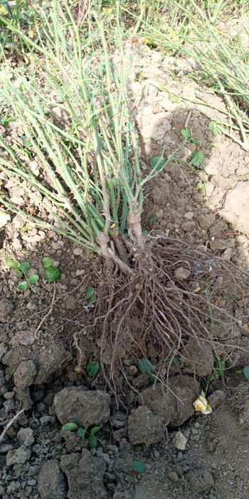 En gross  Oferta de primavara 2026 Trandafiri butasi de vanzare