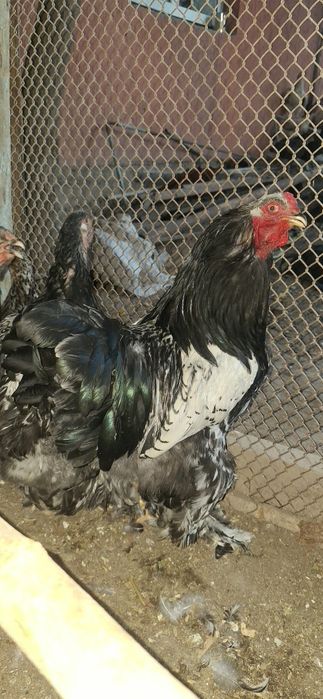 Birama toviqlar sotiladi