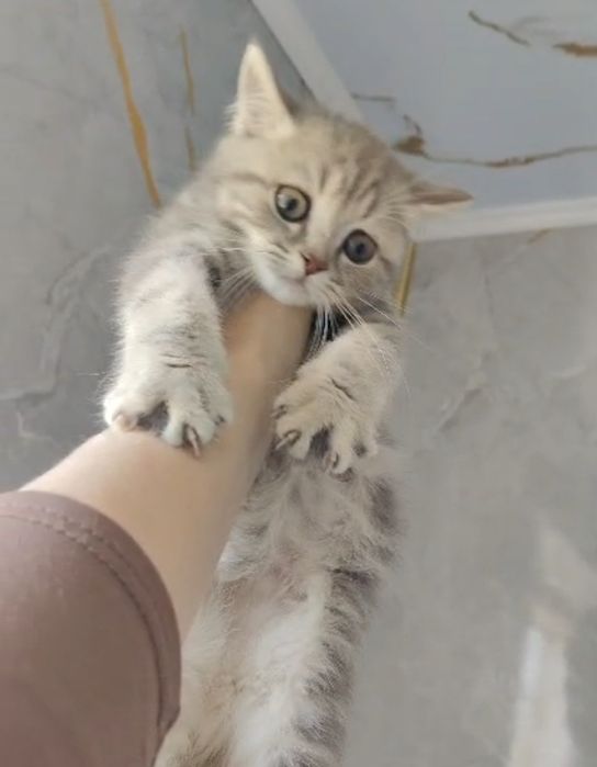 Мраморные Котята Британцы