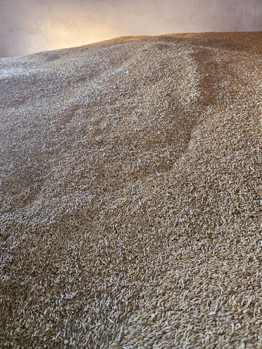 Orzoaica de primavara