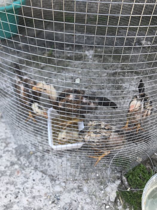 Iphone 11 garantiya 1 yil