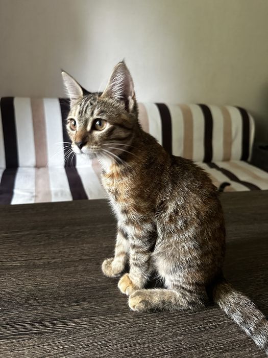 Пристраивается котенок