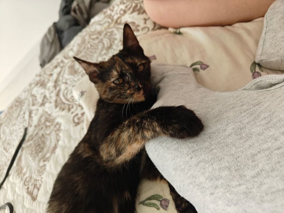 Отдам котенка девочку