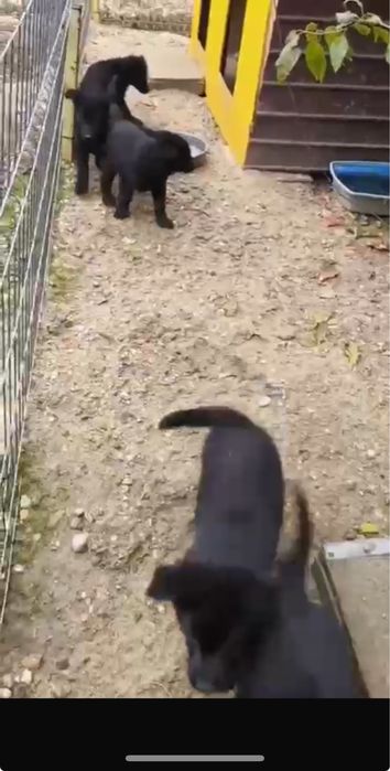 Ciobanesc german - Alsacian