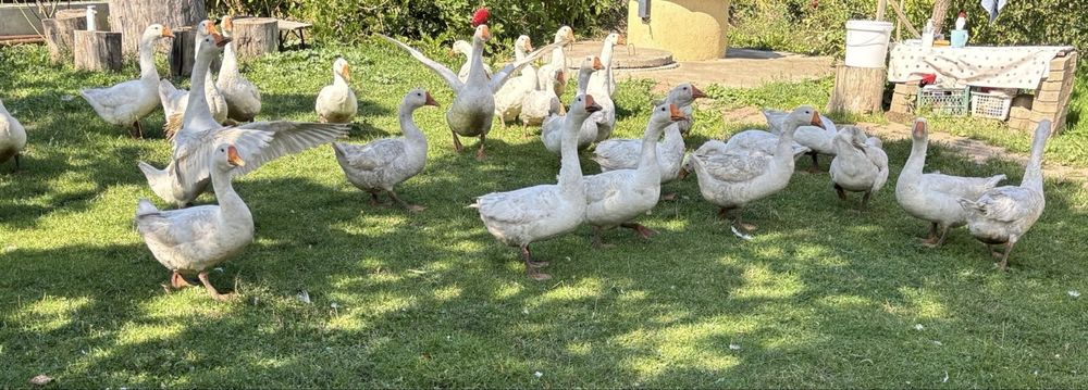 Gâște albe românești – crescute natural în gospodărie – Dobreni, Neamț