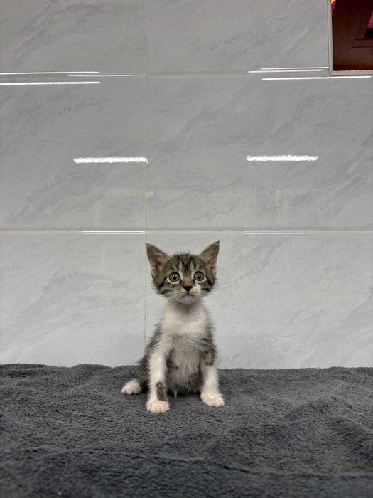 В самые добрые ручки. Котята 1,5 месяца.