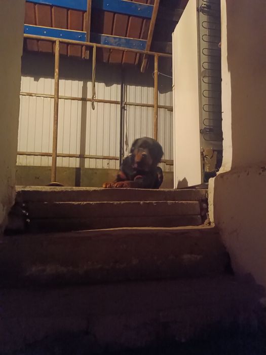 Ротвейлер ищет подругу.