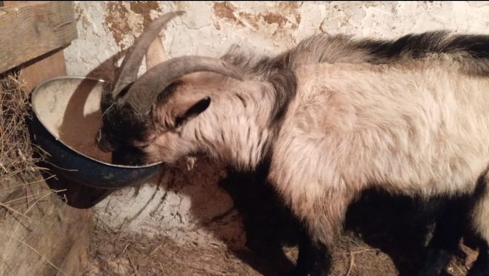 Альпийский козлик