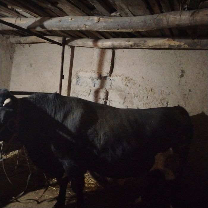 Mol sotiladi narxi kelishilgan xilda Toshkent viloyat