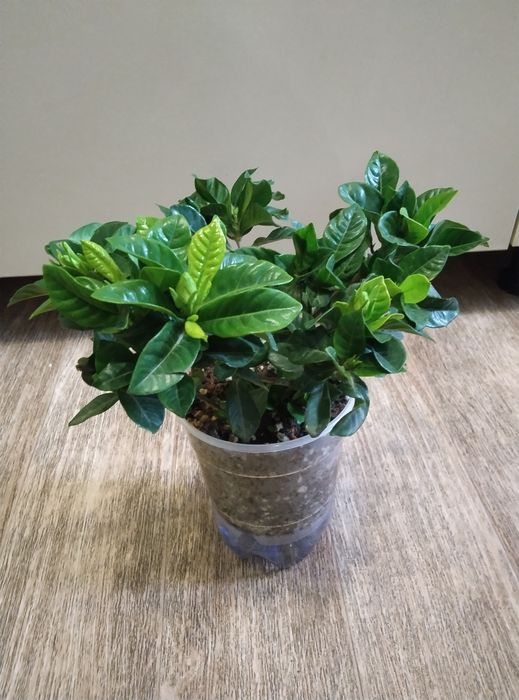 Комнатные растения