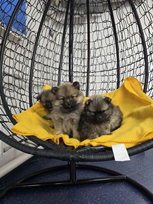 Померан Померанче