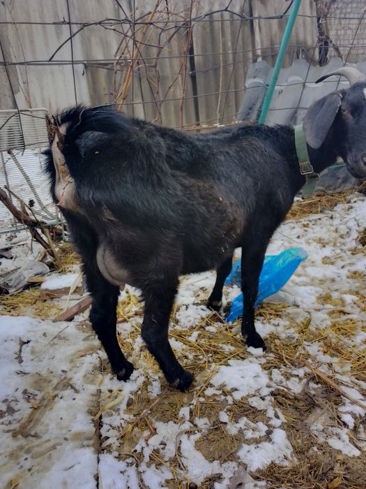 Продам козу с козленком.