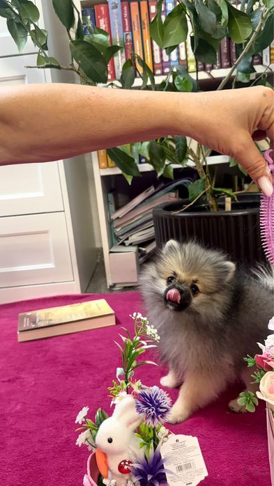 Pomeranian cu pedigree FCI