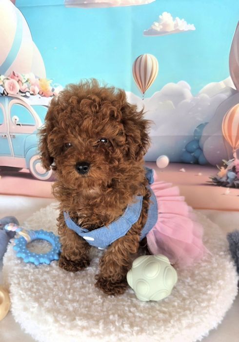 Пудел той Poodle toy с родословие