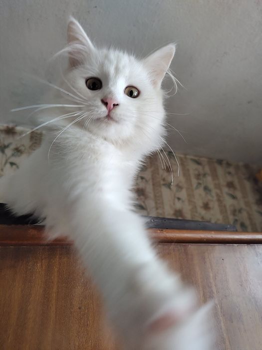 Бяло коте, женско, Персийска чинчила, снежно бяла, 7мес..