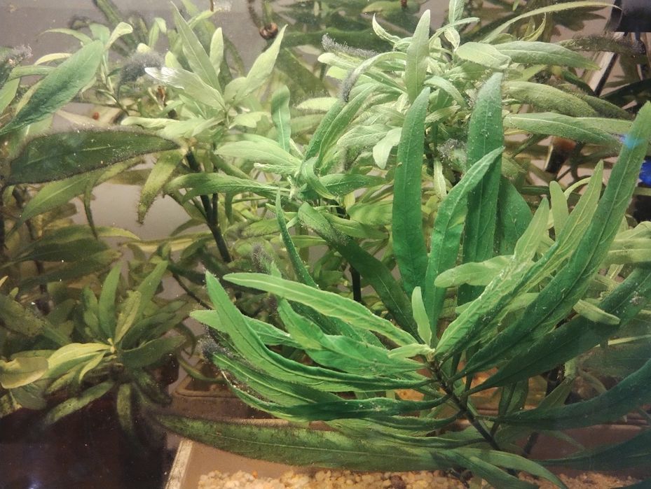 Декоративни рибки