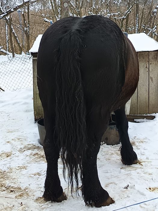 Vând două mânze frumoase de 3 ani și 3 ani jumătate