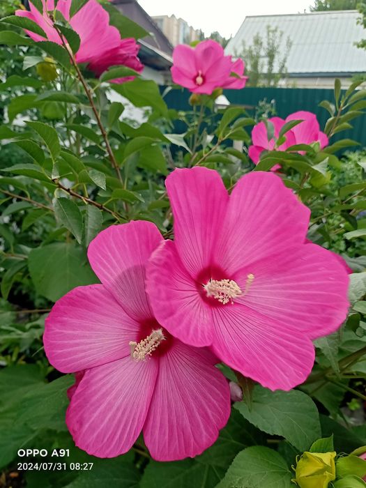 Травянистый гибискус