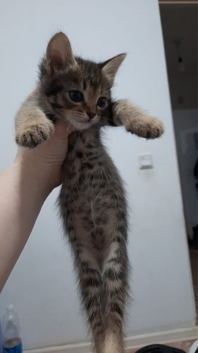 Отдадим котят девочки к лотку преучены , кушают хорошо