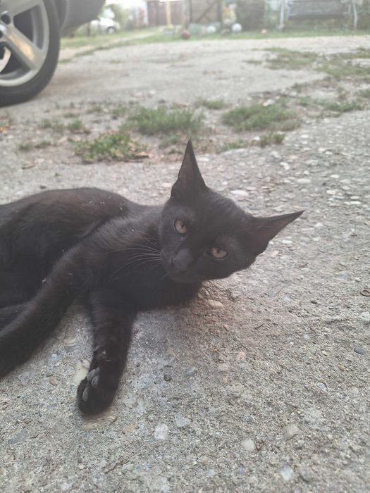 2 pisici negre pentru adopție
