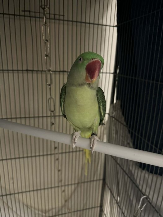 Голям Александър