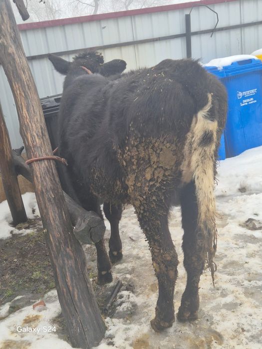 De vânzare vitica 7 luni