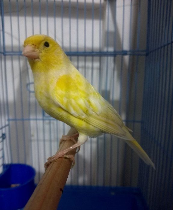 Kanareka saru moda bez petno sotiladi