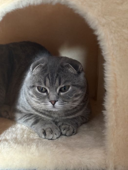 Отдам в хорошие руки