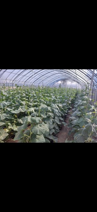 Продается оцинкованная теплица 300 м2