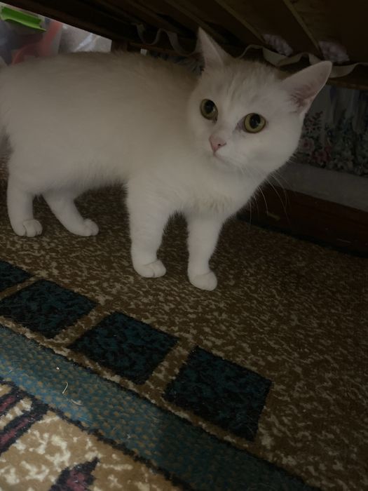 Кошка ангора