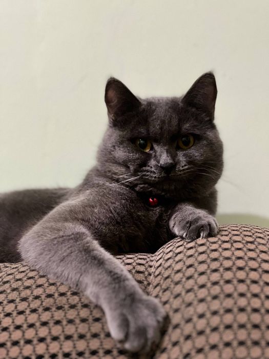 Juda chiroyli cat