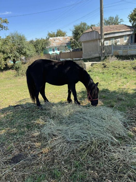 De vănzare ponei de un an jumate !