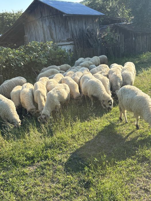Vand oi si miei    .