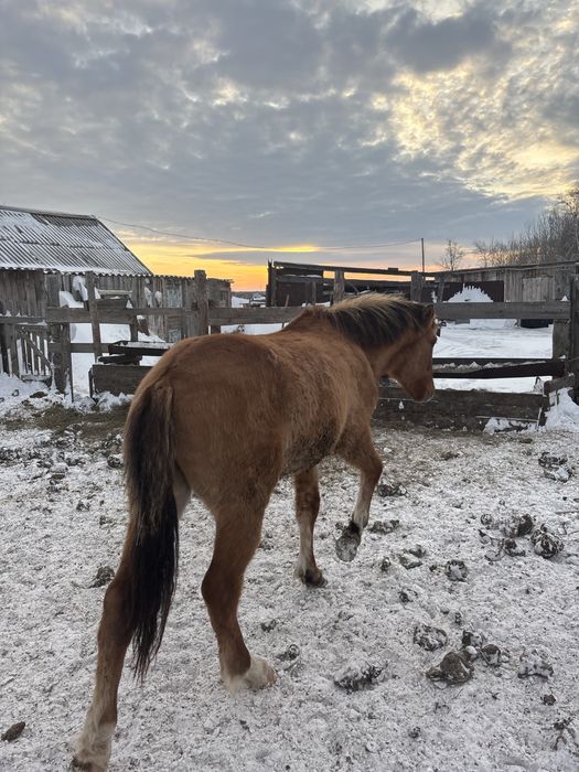 Срочно продам лошадей с откорма