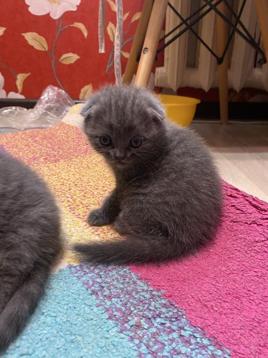 Шотланские котята