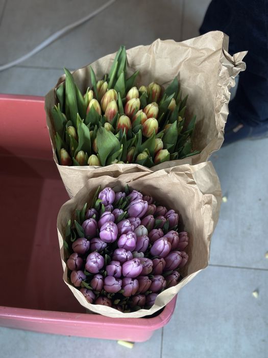 Тюльпан в розинуц