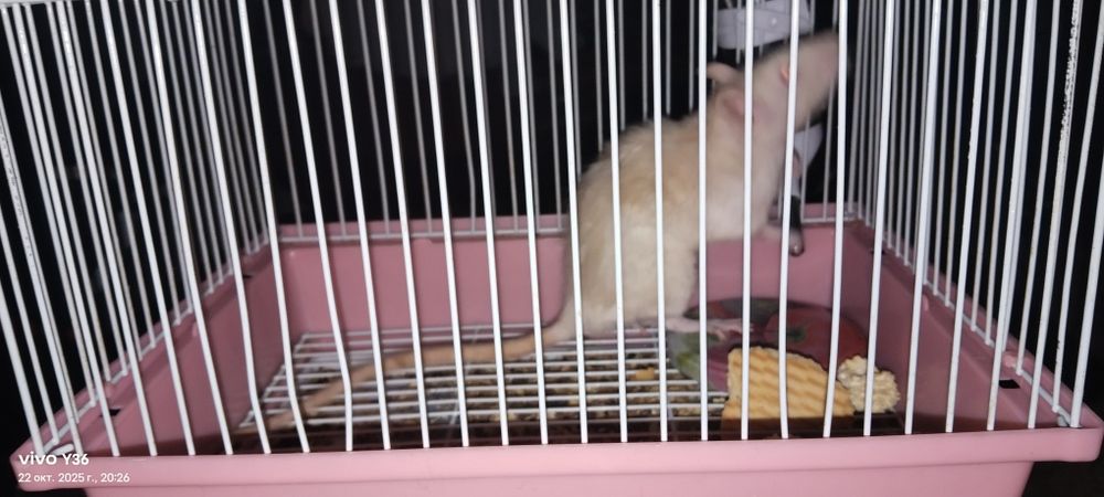 Домашняя Крыса бесплатно