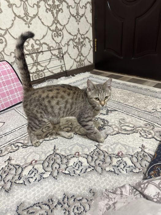 Mushukcha bor hadyaga