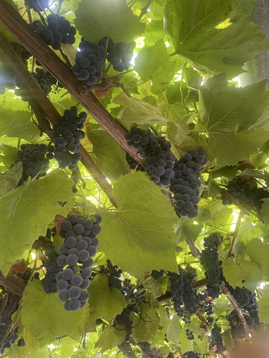 Продам виноград «изабелла»