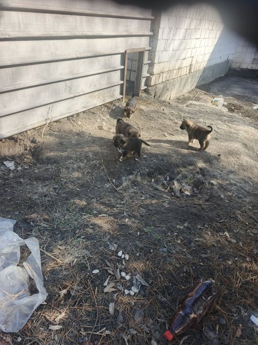 Щенки Алабая в Караганде