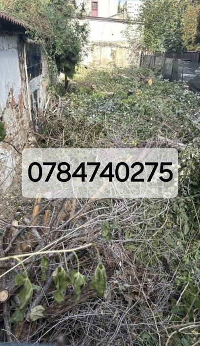 Taieri copaci defisare teren