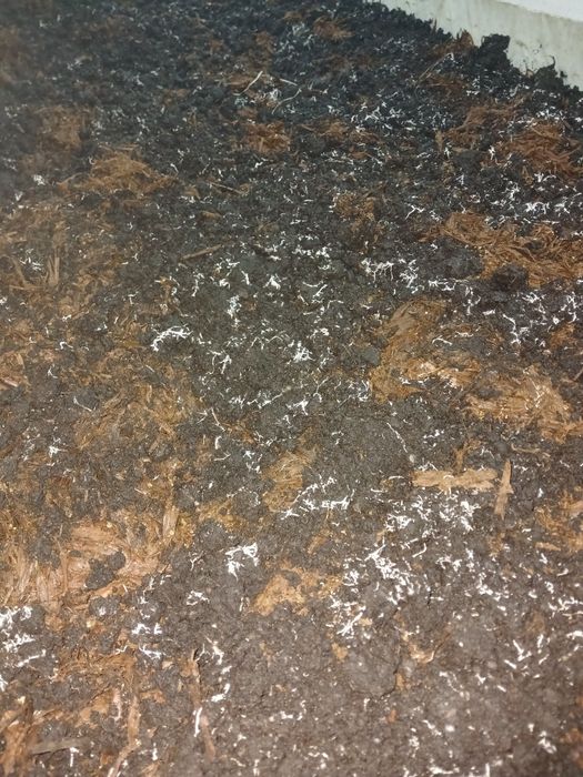 Торф Удобрения отработку от грибов шампиньон. Торф