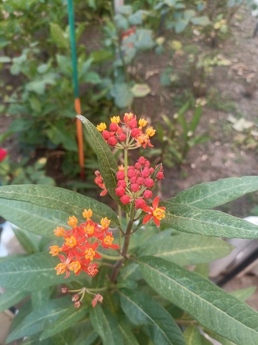 Leandru de Muntenegru